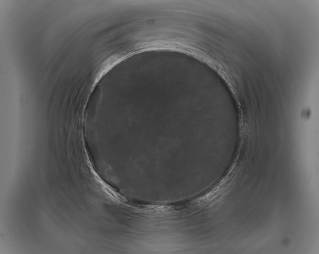 X0000096161529200801181213