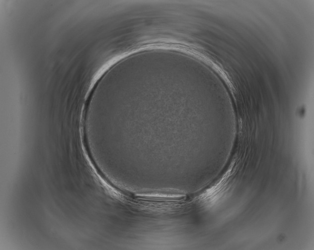 X0000096161533200801181213