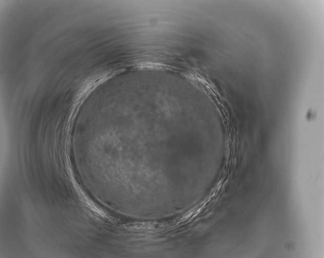 X0000096160049200801251137