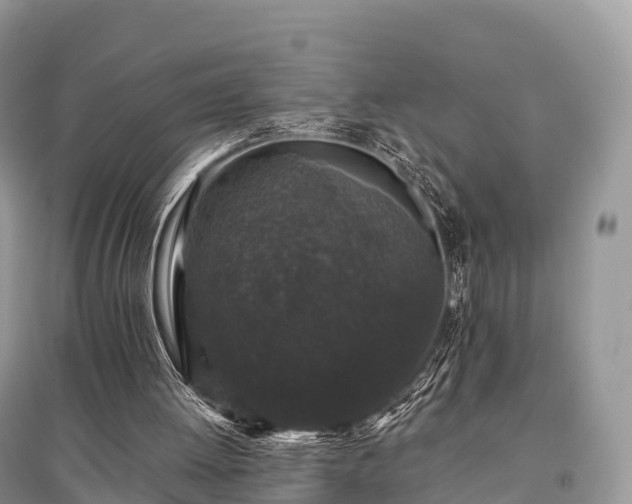 X0000096160052200801251137