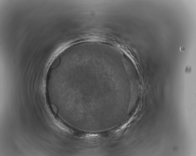 X0000096160055200801251137