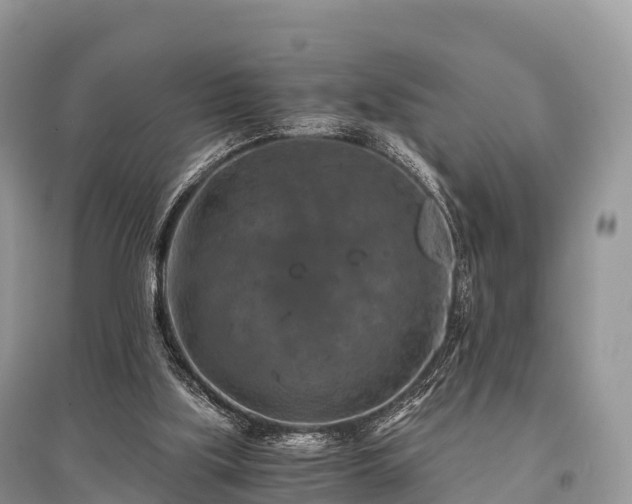 X0000096160059200801251137