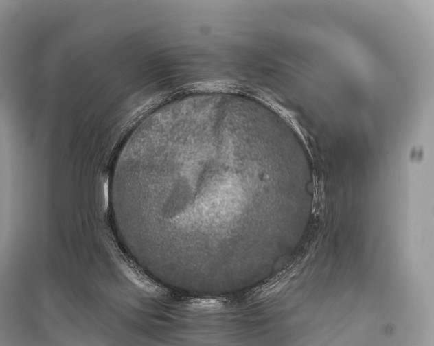 X0000096160061200801251137