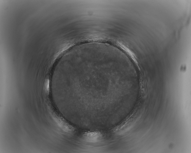 X0000096160067200801251137