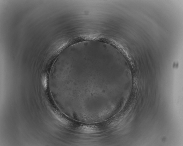 X0000096160069200801251137