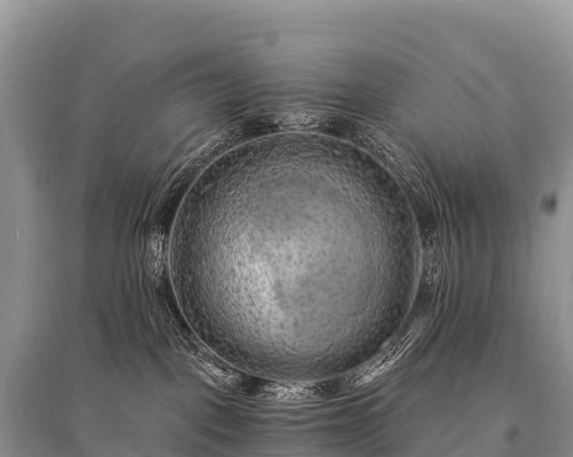 X0000096160093200801251137