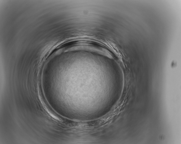 X0000096160097200801251137