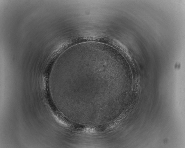 X0000096160114200801251136