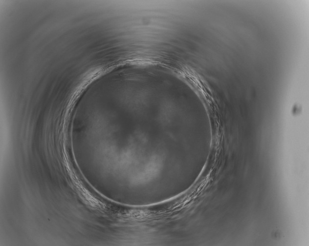 X0000096160145200801251135