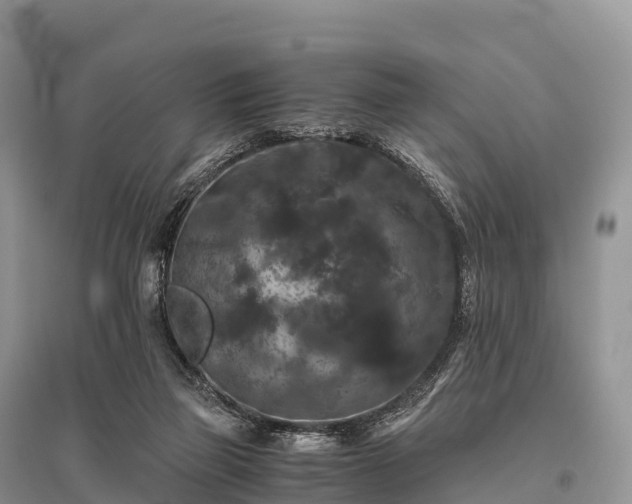 X0000096160165200801251136