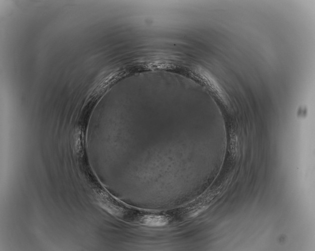 X0000096160169200801251136