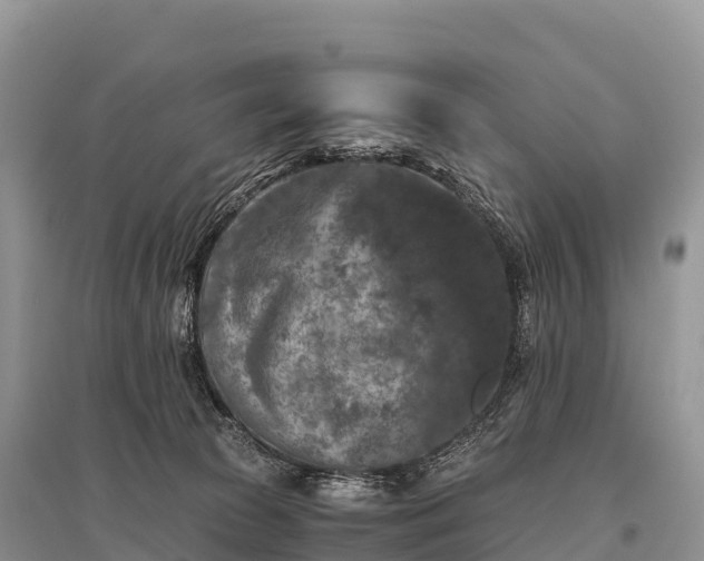 X0000096160177200801251136