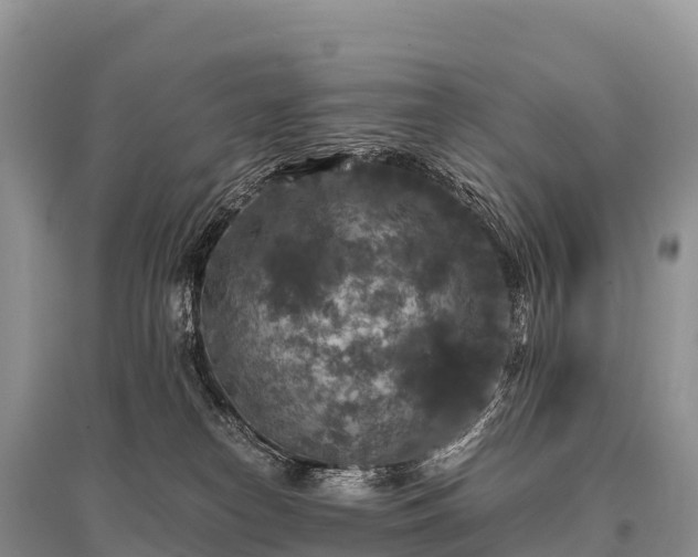 X0000096160182200801251136