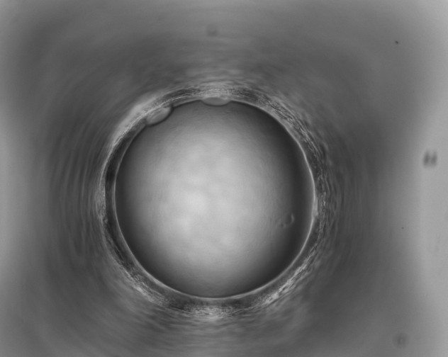 X0000096160198200801251135