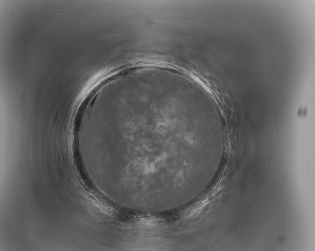 X0000096160199200801251135