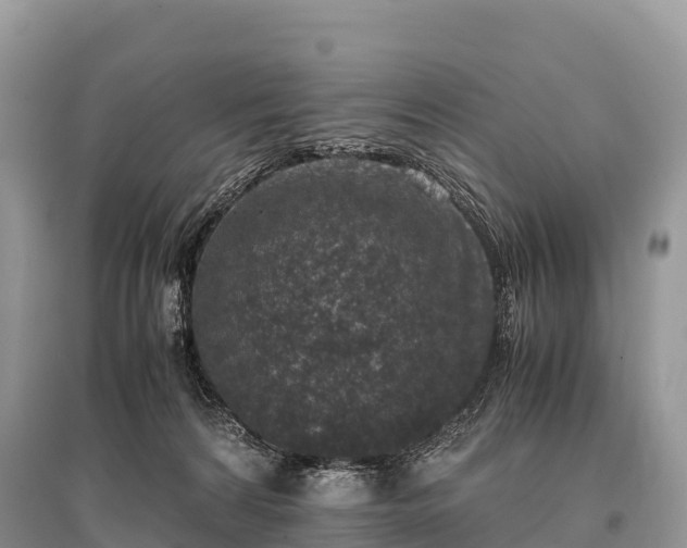 X0000096160224200801251135