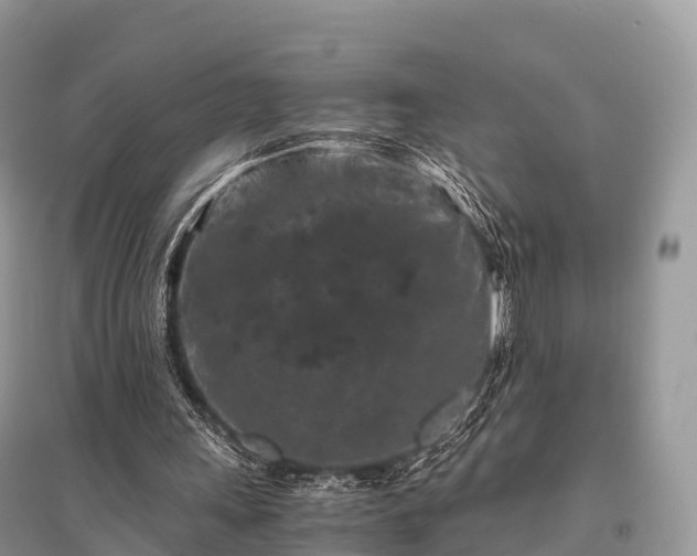 X0000096160243200801251134