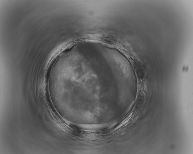 X0000096160293200801251134