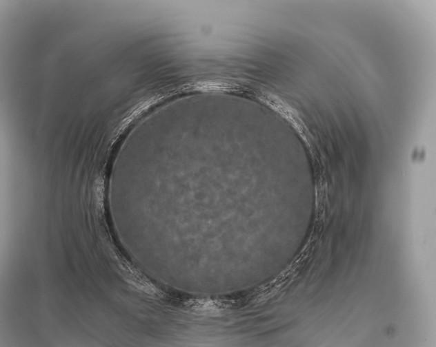 X0000096160297200801251134