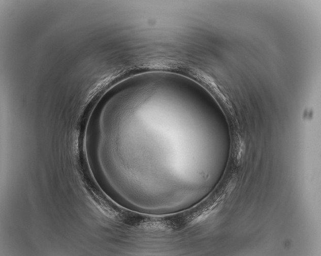 X0000096160299200801251133