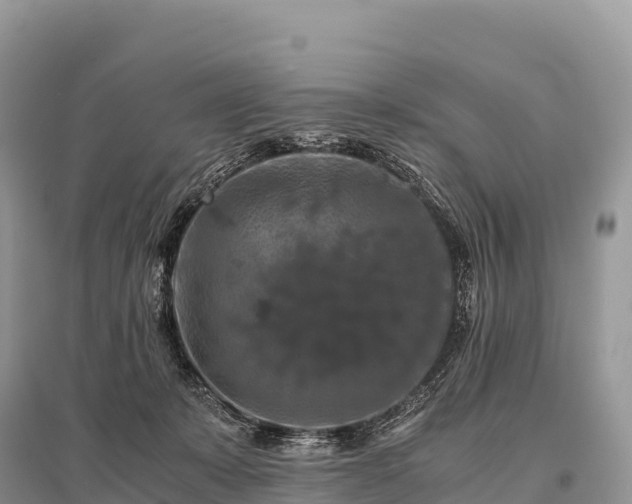 X0000096160319200801251133