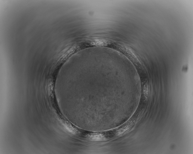 X0000096160322200801251133