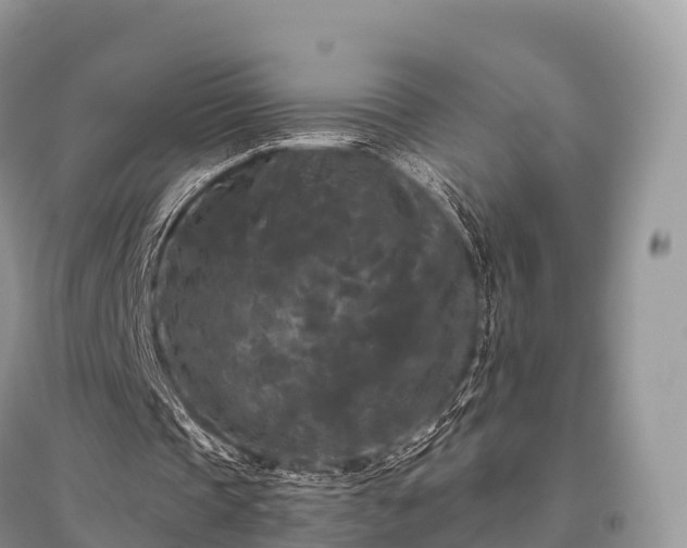 X0000096160337200801251132