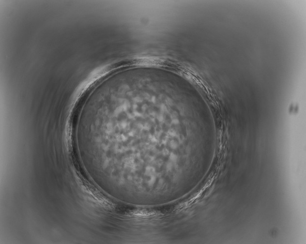 X0000096160343200801251132