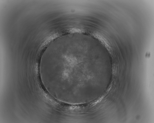 X0000096160353200801251132