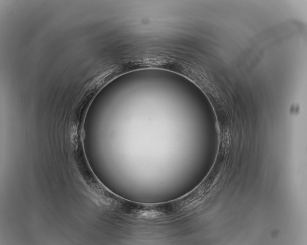 X0000096160360200801251132