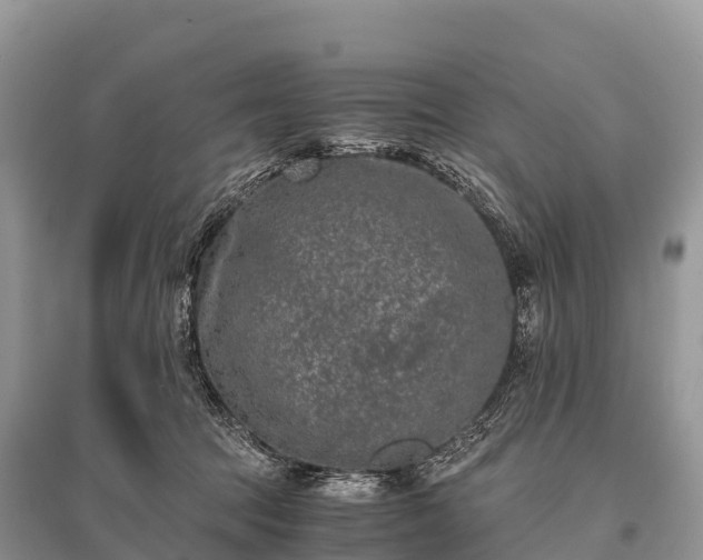 X0000096160369200801251133