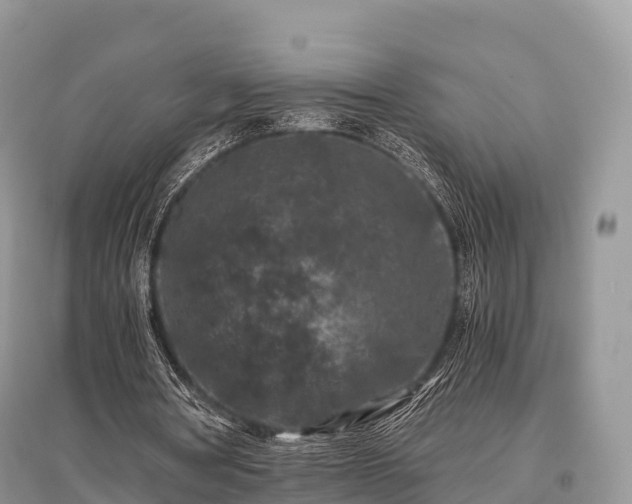 X0000096160386200801251132