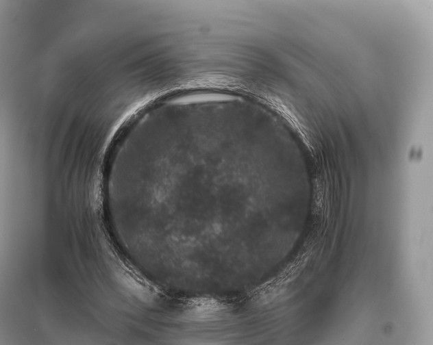 X0000096160392200801251132