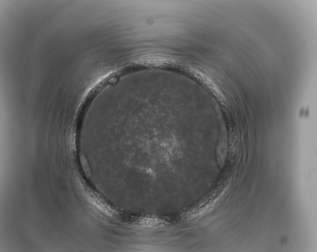 X0000096160399200801251132