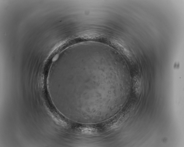 X0000096160400200801251132