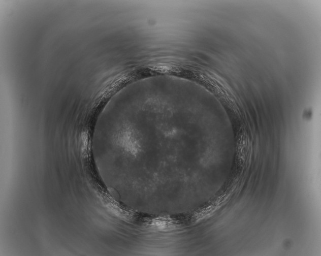 X0000096160420200801251132