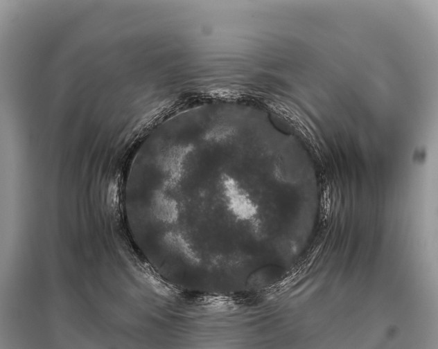 X0000096160424200801251132