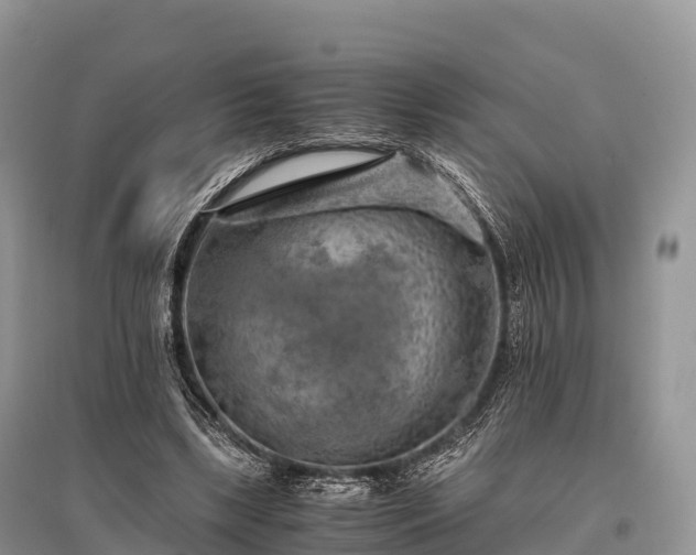 X0000096160443200801251131