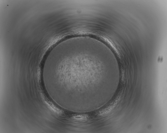 X0000096160447200801251131