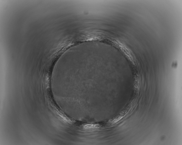 X0000096160465200801251131