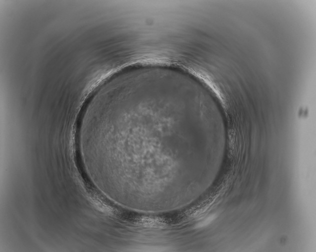 X0000096160487200801251131