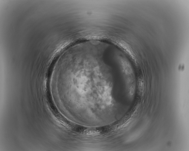 X0000096160491200801251131
