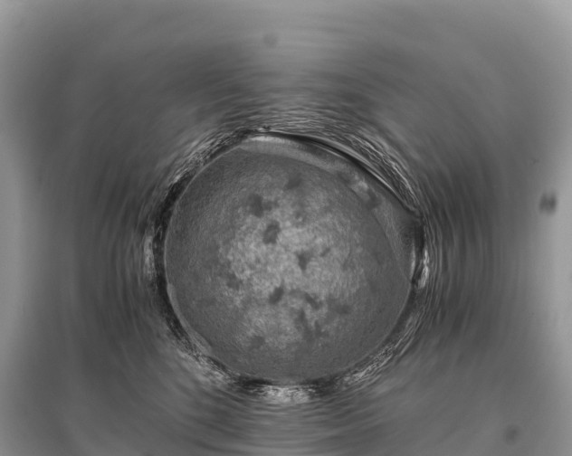 X0000096160520200801251130