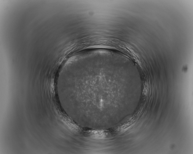 X0000096160524200801251130
