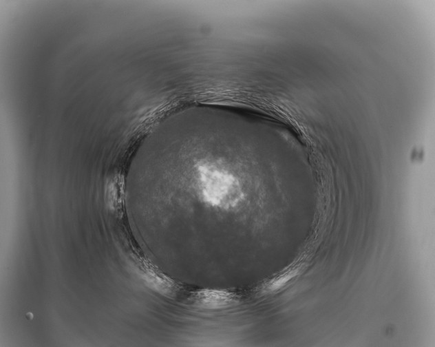 X0000096160528200801251130