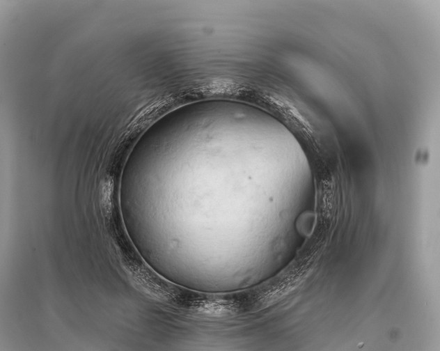 X0000096160550200801251130