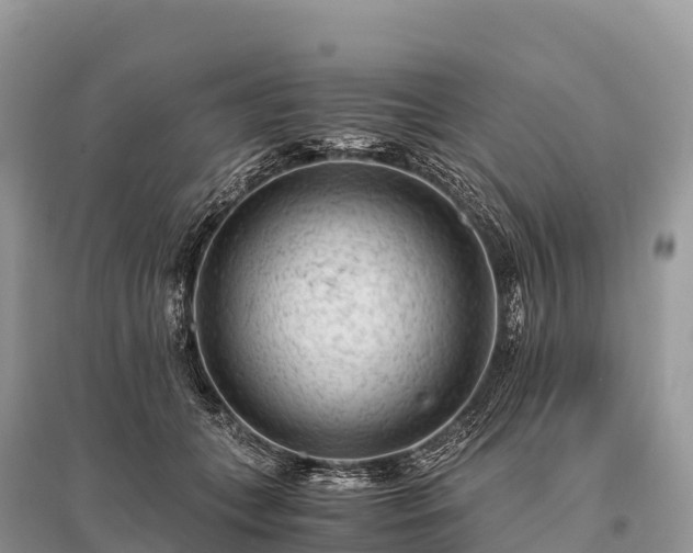 X0000096160559200801251130