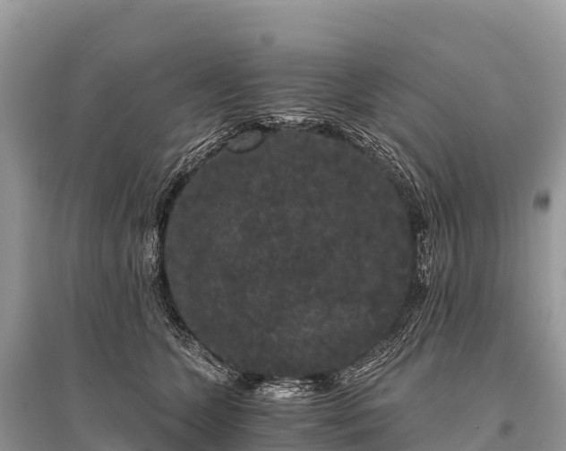 X0000096160563200801251130