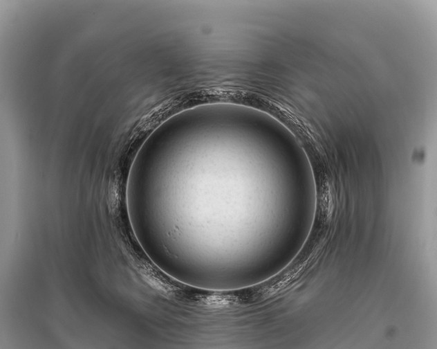 X0000096160566200801251130