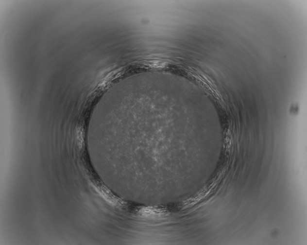 X0000096160568200801251130